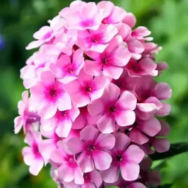 phlox-flox-plomyk-wiechowaty-bright-eyes-1-szt-bylina-sadzonka-sadzonki