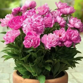 paeonia-piwonia-doniczkowa-patio-rome-1-szt-sadzonka-sadzonki