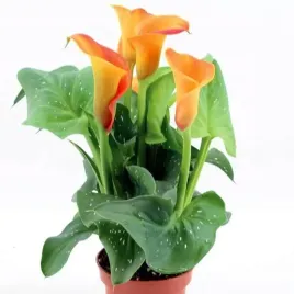 zantedeschia-kalla-kalia-captain-brunello-1-szt-cebule-cebulki