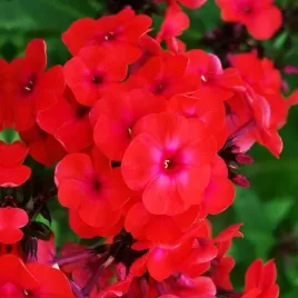 phlox-flox-plomyk-wiechowaty-czerwony-1-szt-sadzonka-sadzonki-klacze