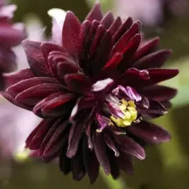 aquilegia-orlik-pelny-barlow-black-1-szt-bylina-sadzonka-sadzonki