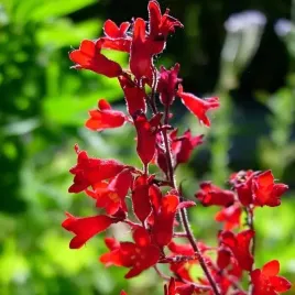 heuchera-americana-zurawka-amerykanska-1-szt-bylina-sadzonka-sadzonki