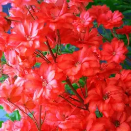 delphinium-ostrozka-czerwona-1-szt-bylina-sadzonka-sadzonki