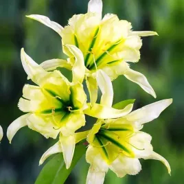 hymenocallis-ismena-blonczatka-sulphur-queen-1-szt-cebule-cebulki