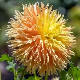 dalia-kaktusowa-mingus-joshua-1-szt-karpa-sadzonka-sadzonki