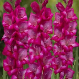 gladiolus-mieczyk-adele-5-szt-cebulki-cebule-kwiaty
