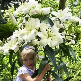 lilia-drzewiasta-pretty-woman-xxl-20-22-1-szt-cebulki-cebule-lilii-lilie