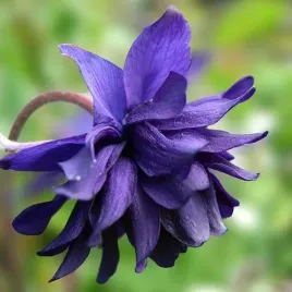 aquilegia-orlik-pelny-barlow-blue-1-szt-bylina-sadzonka-sadzonki