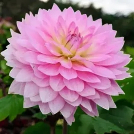 dalia-dekoracyjna-miss-delilah-1-szt-karpa-sadzonka-sadzonki