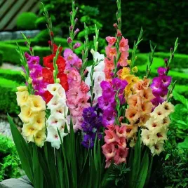 gladiolus-mieczyk-mieszanka-mix-xxl-5-szt-14-16-cebulki-cebule-kwiaty