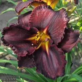 hemerocallis-liliowiec-black-stockings-1-szt-sadzonka-bylina-klacze