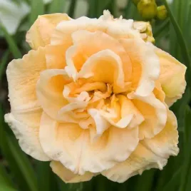 hemerocallis-liliowiec-ikebana-star-1-szt-sadzonka-bylina-klacze