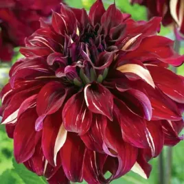 dalia-talerzowa-bohemian-spartacus-1-szt-karpa-sadzonka-sadzonki