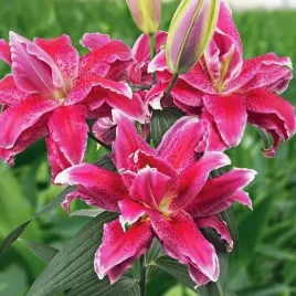 lilia-pelna-roselily-doria-1-szt-cebulki-cebule-lilii-lilie