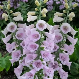 digitalis-naparstnica-virtuoso-lavender-1-szt-bylina-sadzonka-sadzonki