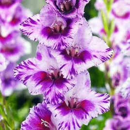 gladiolus-mieczyk-passos-5-szt-cebulki-cebule-kwiaty