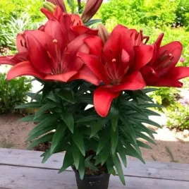 lilia-azjatycka-doniczkowa-summer-scarlet-1-szt-cebulki-cebule-lilii-lilie