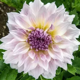 dalia-talerzowa-shiloh-noelle-1-szt-karpa-sadzonka-sadzonki