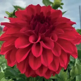 dalia-talerzowa-babylon-red-1-szt-karpa-sadzonka-sadzonki