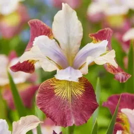 irys-sibirica-syberyjski-sugar-rush-1-szt-bylina-sadzonka-sadzonki