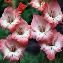 gladiolus-mieczyk-bambino-modena-5-szt-cebulki-cebule-kwiaty