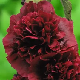 alcea-malwa-pelna-bordowa-1-szt-bylina-sadzonka-sadzonki