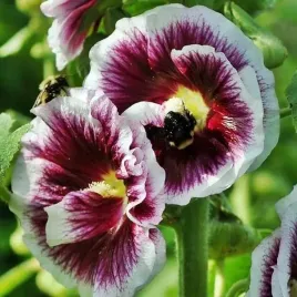 alcea-malwa-pelna-creme-de-cassis-1-szt-bylina-sadzonka-sadzonki