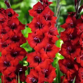 gladiolus-mieczyk-bambino-red-king-5-szt-cebulki-cebule-kwiaty