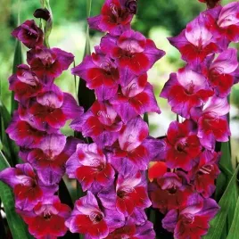 gladiolus-mieczyk-fioletowy-50-szt-cebulki-cebule-kwiaty