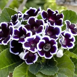gloxinia-gloksynia-kaiser-wilhelm-1-szt-bylina-sadzonka-sadzonki