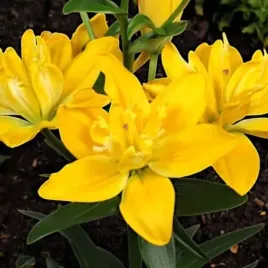 lilia-pelna-la-beverly-gold-1-szt-cebule-cebulki-lilii-lilie