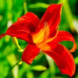 hemerocallis-liliowiec-campfire-embers-1-szt-sadzonka-bylina-klacze