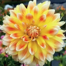 dalia-dekoracyjna-peaches-and-cream-1-szt-karpa-sadzonka-sadzonki