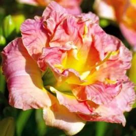 hemerocallis-liliowiec-lacy-doily-1-szt-sadzonka-bylina-klacze