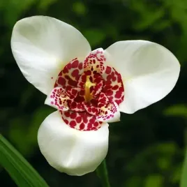 tigridia-tygrysowka-pawia-alba-10-szt-cebule-cebulki