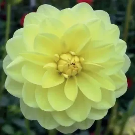 dalia-dekoracyjna-glorie-van-heemstede-1-szt-karpa-sadzonka-sadzonki