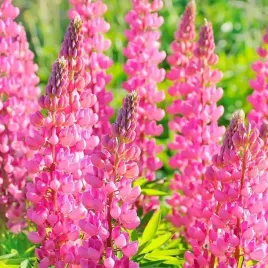 lupinus-lubin-trwaly-rozowy-1-szt-bylina-sadzonka-sadzonki