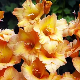 gladiolus-mieczyk-bambino-fire-5-szt-cebulki-cebule-kwiaty