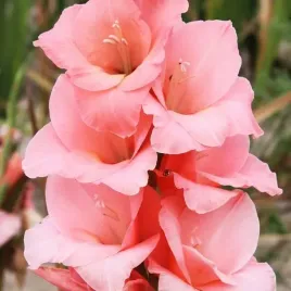 gladiolus-mieczyk-fortarosa-5-szt-cebulki-cebule-kwiaty