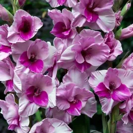 gladiolus-mieczyk-alannah-5-szt-cebulki-cebule-kwiaty