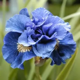 irys-sibirica-syberyjski-concord-crush-1-szt-bylina-sadzonka-sadzonki