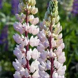 lupinus-lubin-trwaly-bialy-1-szt-bylina-sadzonka-sadzonki