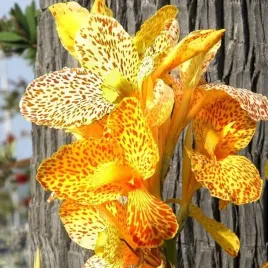 kanna-canna-paciorecznik-en-avant-1-szt-bylina-sadzonka-sadzonki