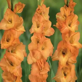 gladiolus-mieczyk-avici-5-szt-cebulki-cebule-kwiaty