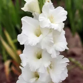 gladiolus-mieczyk-bialy-50-szt-cebulki-cebule-kwiaty