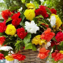 begonia-pendula-zwisajaca-mieszanka-mix-5-szt-cebulki-cebule-kwiaty