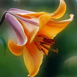 lilia-trabkowa-african-queen-1-szt-cebule-cebulki-lilii-lilie