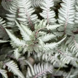 paproc-wietlica-ursula-s-red-1-szt-bylina-sadzonka-sadzonki