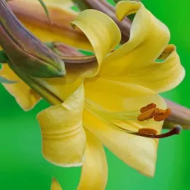 lilia-trabkowa-golden-splendour-1-szt-cebule-cebulki-lilii-lilie