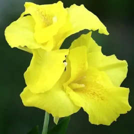 kanna-canna-paciorecznik-yellow-humbert-1-szt-bylina-sadzonka-sadzonki